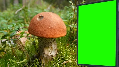 Billboard green screen on the background of cut mushroom Stock-Footage 86614673
