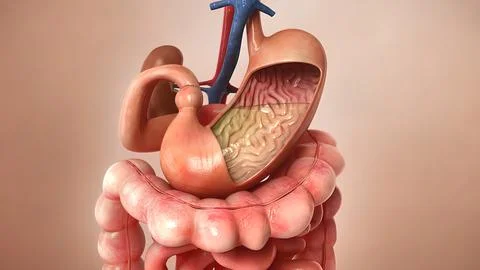 Billions of microbiome attack and destroy virus inside gut. Stock Illustration