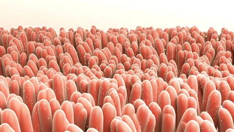 Billions of microbiome attack and destroy virus inside gut. Stock Illustration