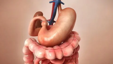 Billions of microbiome attack and destroy virus inside gut. Foto stock