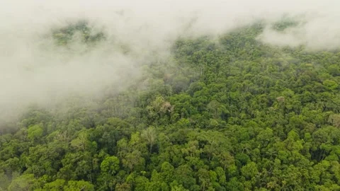 Billowing white clouds gliding over lush Amazon rainforest, unveiling verdant 스톡 동영상 308424015