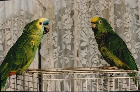 Billy A Blue-front Amazon Parrot And Max A Yellow-crown Amazon Parrot Contenders Stockfoto's