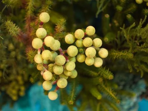 Billy Buttons center Stock Photos