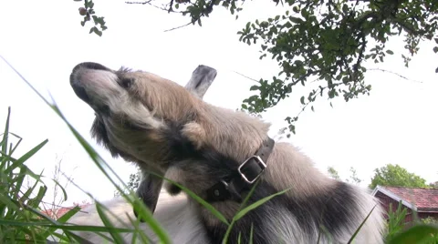 Billy goat Stock Footage
