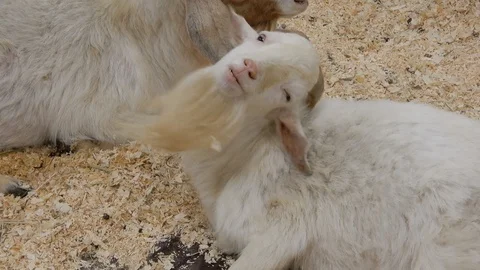 Billy Goat Looking Up Shaking Head Then Starting Ahead Stock-Footage 88901205