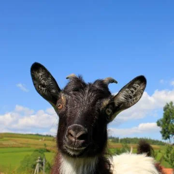 Billy goat Stockfoto's