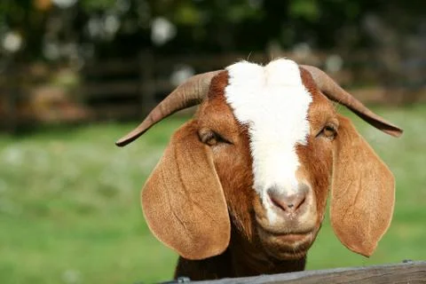 Billy goat Stock Photos