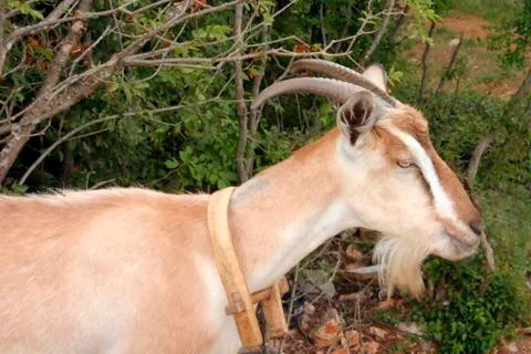 Billy goat Stock Photos