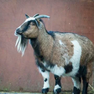 Billy goat Stock Photos