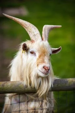 Billy goat Stock Photos