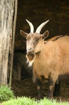 Billy goat Stock Photos