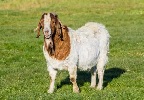 Billy Goat Stock Photos