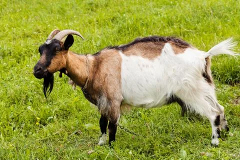 Billy goat Foto stock gratuite