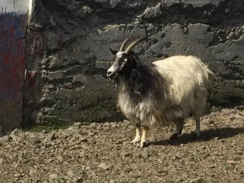 Billy Goat Stock Photos