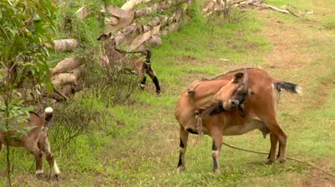 Billy Goat Scratching Stock Footage 22157286