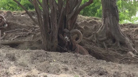 Billy goats buck Ibex Markhor face horns looking trees animal mammal nature Stock Footage 332647084