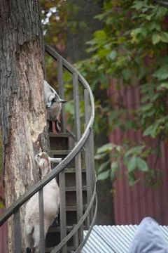 Billy Goats Climbing Steps By Tree. Stock Photos