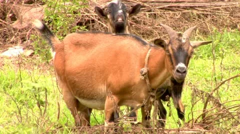 Billy Goats Stock Footage 22157304