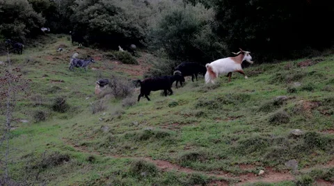 Billy Goats in Greece Stock Footage