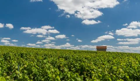 Billy-Le-Grand Vineyard Stock Photos