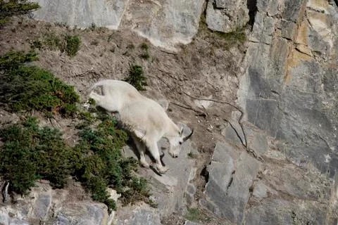 Billy Mountain Goat going down cliff Stock Photos