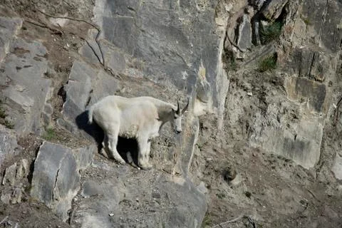 Billy Mountain Goat looking down from a cliff Stock Photos