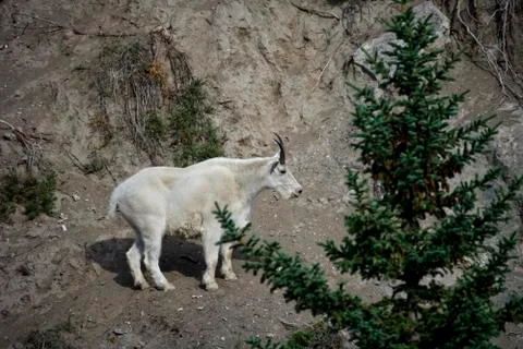 Billy Mountain Goat Stock Photos