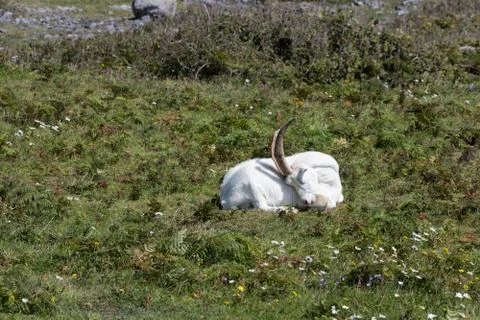 Billygoat in Aran Stock Photos