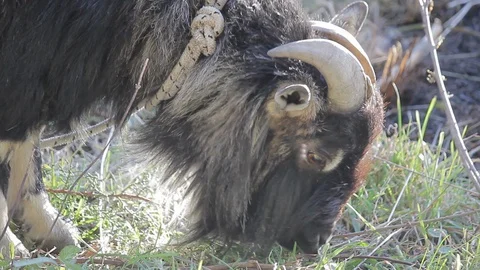 BillyGoat Stock Footage 128609707