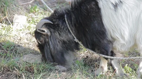 Billygoat Stock Footage 128611089