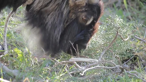 Billygoat Stock Footage 128613051