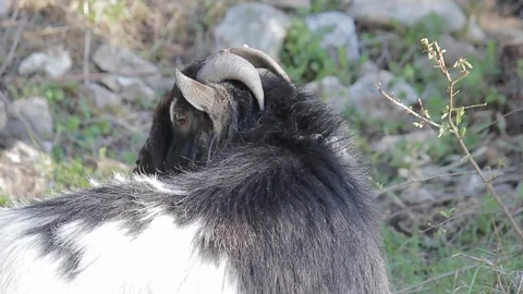 Billygoat Stock Footage 128613949