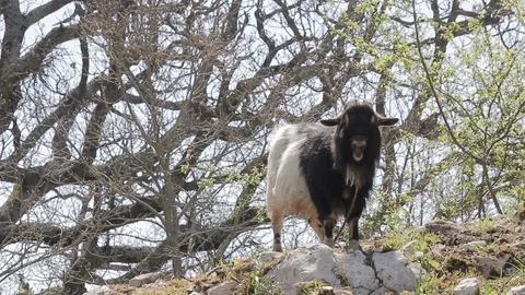 BillyGoat life Stock Footage 129340523