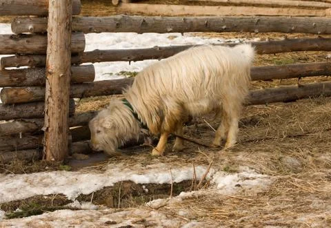 Billygoat. Stock Photos