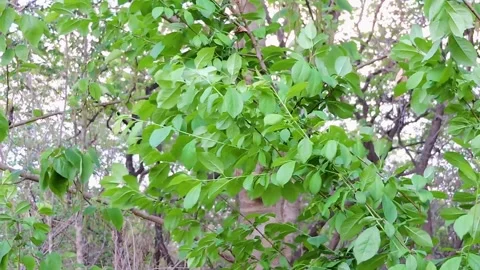 Bilva tree, a sacred plant wind in the air spring season Stock Footage 332284806