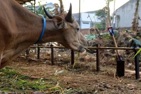 Bima cow in the yard Stock Photos
