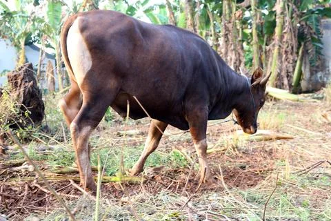 Bima cow in the yard Stock Photos