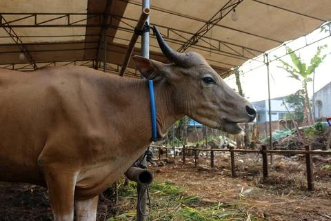 Bima cow in the yard Stock Photos