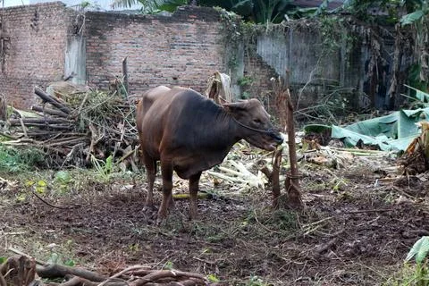 Bima cow in the yard Stock Photos