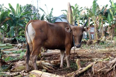 Bima cow in the yard Stock Photos