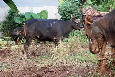 Bima cow in the yard Stock Photos