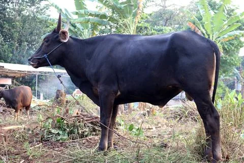 Bima cow in the yard Stock Photos