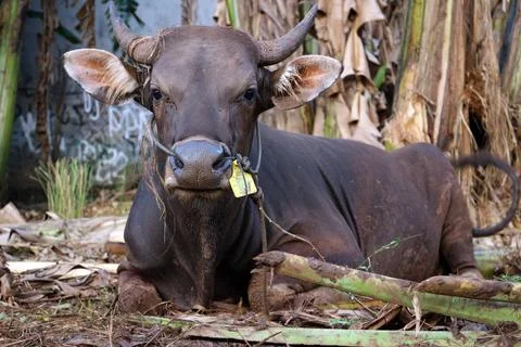 Bima cow in the yard Stock Photos