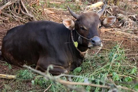 Bima cow in the yard Stock Photos