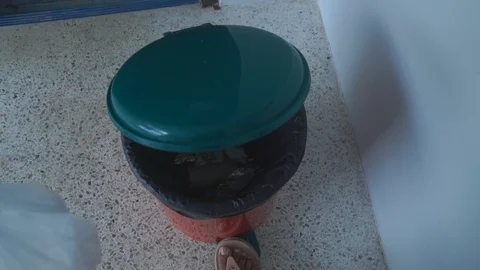 The bin Video stock 102409012