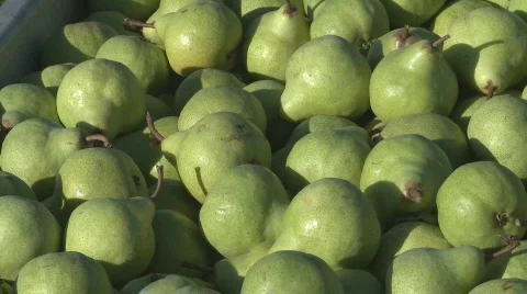 Bin of freshly picked green pears  Stock Footage 332133
