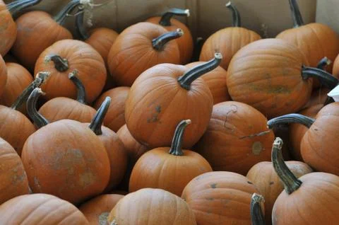 Bin of pumpkins Photos