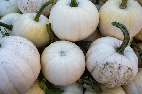 Bin of White Pumpkins Foto stock