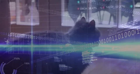 Binary code and data visualization animation over cat resting indoors Stock Footage 303616225