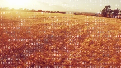 Binary codes in a field Stock Footage 107675265